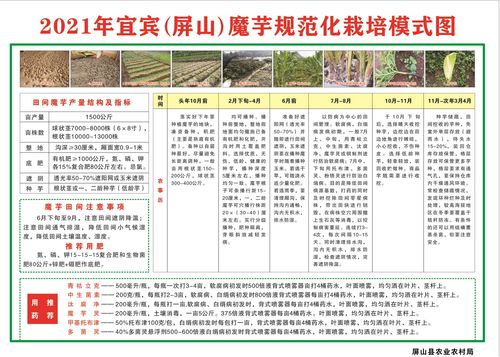 技术传授到田间，农技推广重实效——屏山县白魔芋规范化种植技术现场培训会侧记